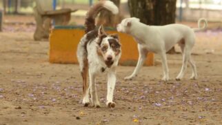 Nova legislação em São Paulo reconhece o vínculo afetivo e garante o direito de sepultamento de cães e gatos em jazigos da família