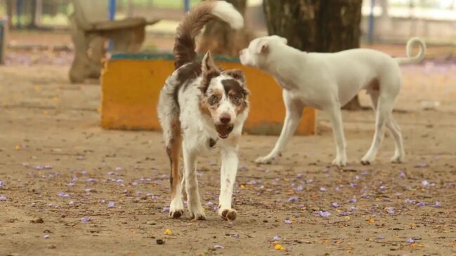 Nova legislação em São Paulo reconhece o vínculo afetivo e garante o direito de sepultamento de cães e gatos em jazigos da família