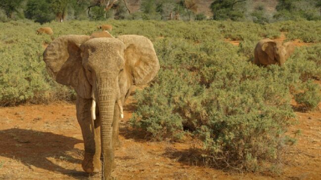 Técnica usa comportamento e medo natural do animal como ferramenta para mantê-lo afastado