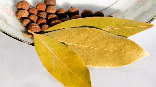 O louro é usado na cozinha, mas o cheiro dos óleos naturais também pode incomodar alguns insetos em áreas de passagem (Foto: Pixabay)