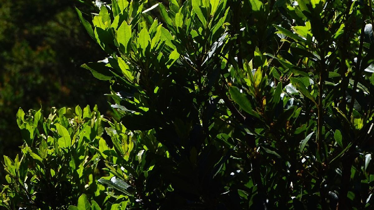 O louro (Laurus nobilis) é uma planta aromática; a intensidade do odor varia com frescor, manuseio e ventilação do local (Foto: Pixabay)
