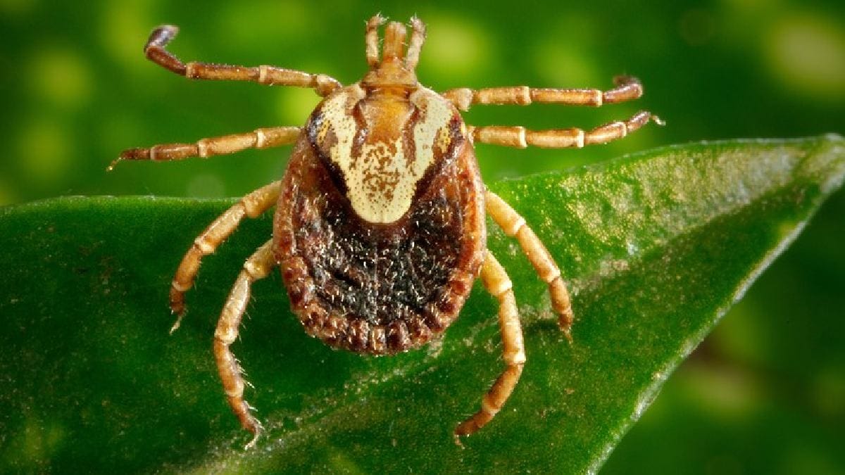Porém, esses belos animais podem acabar carregando um perigo do qual eles nem fazem ideia: carrapatos-estrelas (Amblyomma cajennense), fixos entre seus pelos (Foto: Pixabay)