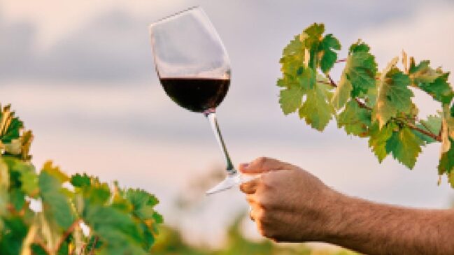 Os vinhos dessa cidade circulam por toda a cidade de São Paulo
