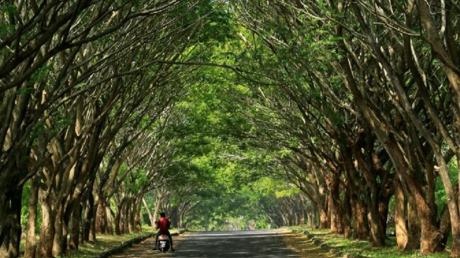 Rio Grande do Sul é um dos estados com a maior concentração das ruas chamadas de 'túneis verdes'
