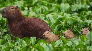 Apesar de muito famosas pela sua presença nos rios paulistas, esses animais também são muito comuns nas cidades fluminenses