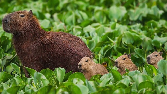 Apesar de muito famosas pela sua presença nos rios paulistas, esses animais também são muito comuns nas cidades fluminenses