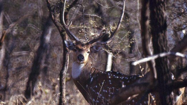 O cervo nativo do subcontinente indiano pode pesar até 100 kg e pode exercer grande pressão competitiva sobre espécies nativas em risco de extinção, como o cervo-do-pantanal