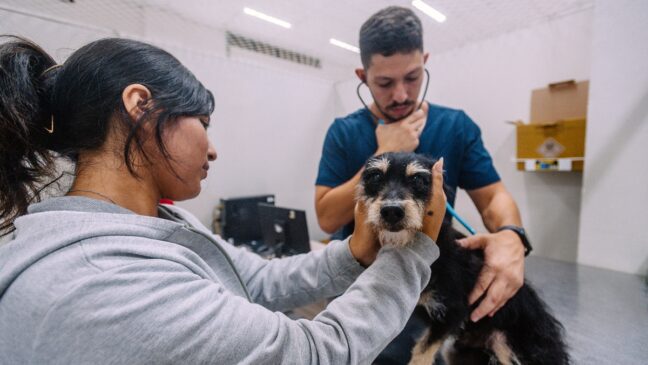Hospital veterinário municipal no Tatuapé amplia atendimento e muda de nome
