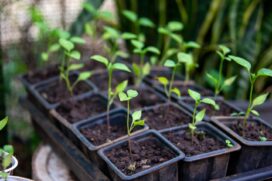 Entenda como o cultivo de tomates na sacada de um apartamento na Espanha causou infiltrações, desabamentos e uma briga judicial entre vizinhos