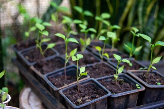 Entenda como o cultivo de tomates na sacada de um apartamento na Espanha causou infiltrações, desabamentos e uma briga judicial entre vizinhos