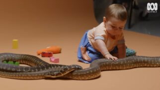Experimento com cobras mostra como a reação dos pais influencia o que o bebê entende como perigo