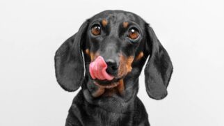 Oficina acontece neste sábado (14/2) e domingo (15/2) e foi pensada para garantir segurança e conforto aos pets
