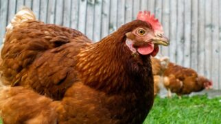 Novo estudo questiona a ideia de que o frango é sempre a melhor opção proteica em comparação à carne vermelha magra