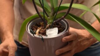 Especialistas explicam os riscos e cuidados para manter suas plantas saudáveis usando cubos de gelo