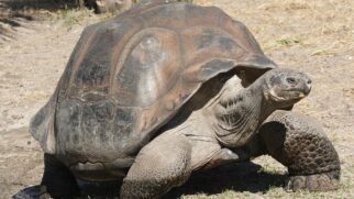 Projeto busca recuperar características genéticas da população extinta e fortalecer o equilíbrio ecológico do arquipélago