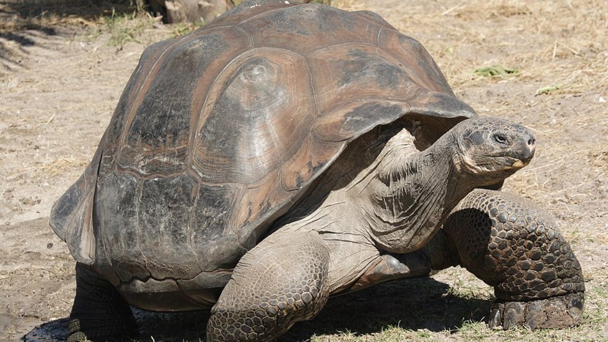 Projeto busca recuperar características genéticas da população extinta e fortalecer o equilíbrio ecológico do arquipélago