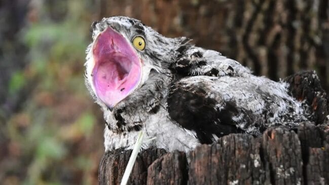 Da adrenalina da observação ao folclore: a jornada para encontrar o urutau, pássaro que se confunde com a paisagem e cujo canto é cercado de mistério