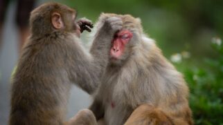 ntenda como a ciência comprovou que os macacos, nossos parentes evolutivos, possuem habilidades mentais complexas, como o raciocínio e a imaginação