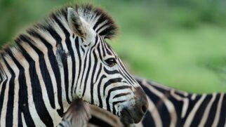 Especialistas explicam como o alto nível de estresse e a evolução nas savanas tornaram inviável o convívio das zebras com os humanos