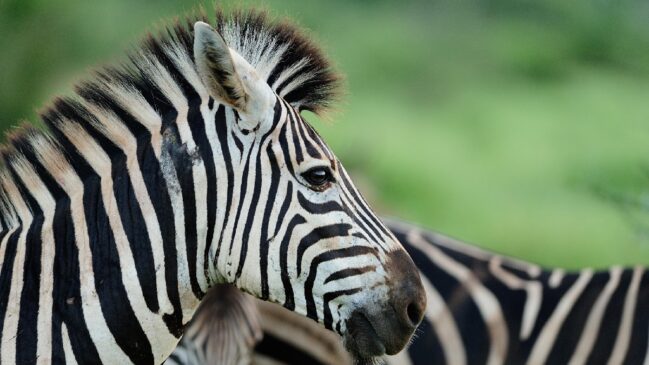 Especialistas explicam como o alto nível de estresse e a evolução nas savanas tornaram inviável o convívio das zebras com os humanos