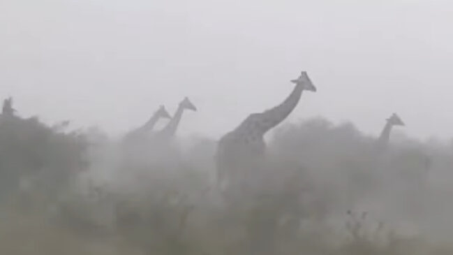Estudo publicado no African Journal of Ecology aponta que a altura pode transformar girafas em alvos naturais de descargas elétrica