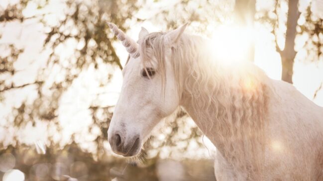 Considerados divinos na Antiguidade, cavalos da Ásia Central podem ter deixado descendentes vivos, segundo criadores e estudos genéticos