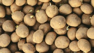 O local de armazenamento faz toda a diferença para conservar a batata por mais tempo