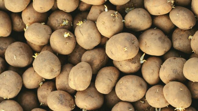 O local de armazenamento faz toda a diferença para conservar a batata por mais tempo