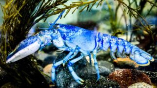 Lagosta azul capturada nos Estados Unidos