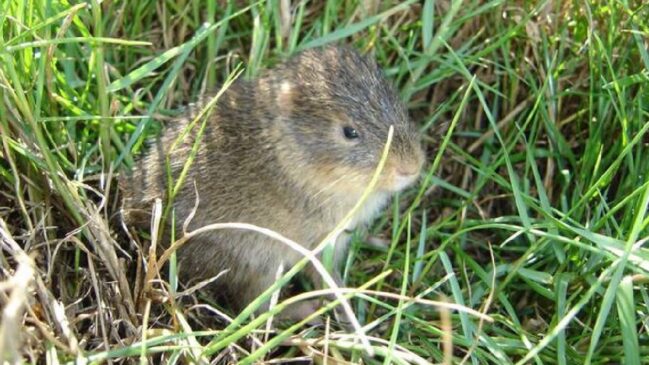 O preá-de-Moleques-do-Sul (Cavia intermedia) é considerado o mamífero com a menor distribuição geográfica do mundo