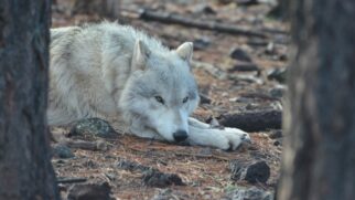 Estudo publicado em março de 2024 analisa genes e exposição à radiação em lobos que vivem perto do reator de Chernobyl