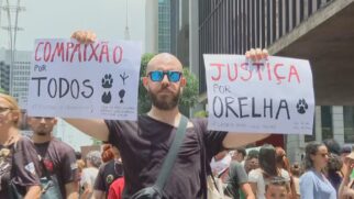 Casos como o do Cão Orelha, no início do ano, ajudaram a impulsionar o projeto