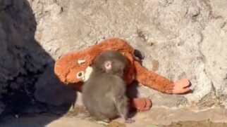 O filhote "Punch" ficou isolado após a morte da mãe e a rejeição do grupo, mas uma aproximação inesperada mudou a rotina no zoológico e emocionou visitantes nas redes.