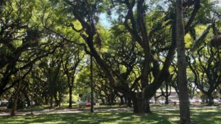 Com 3,6 milhões de metros quadrados e ciclovias vazias mesmo nos dias de aula, o campus da USP é uma alternativa pouco conhecida para corredores e ciclistas em São Paulo.