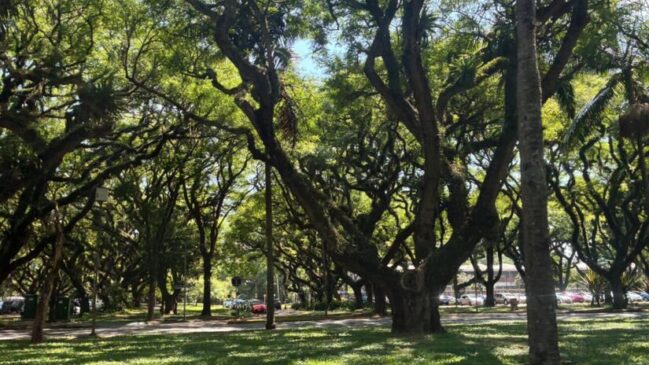 Com 3,6 milhões de metros quadrados e ciclovias vazias mesmo nos dias de aula, o campus da USP é uma alternativa pouco conhecida para corredores e ciclistas em São Paulo.