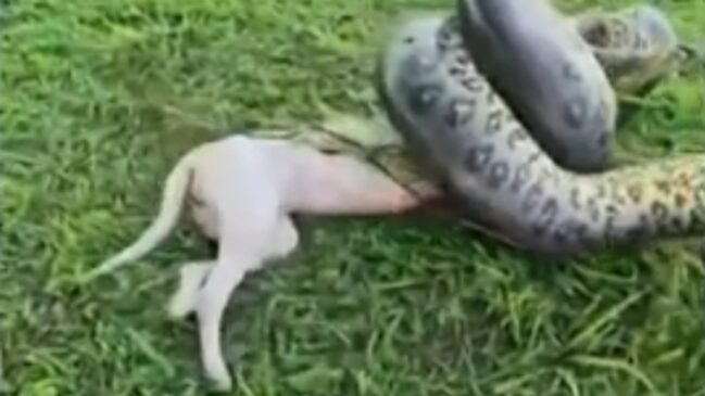 Momento em que a cadelinha quase foi predada por uma sucuri no Pará