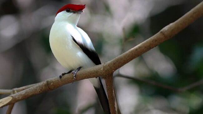 O Soldadinho-do-araripe é caracterizado pela plumagem branca e crista vermelha do macho com detalhes em preto, dando um visual tricolor ao animal