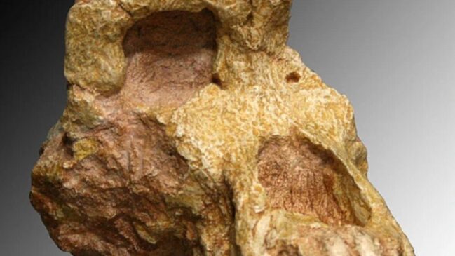 Os fósseis são de um Graecopithecus sp, espécie de hominídeo europeu que habitava onde hoje estão os Balcãs e a Anatólia