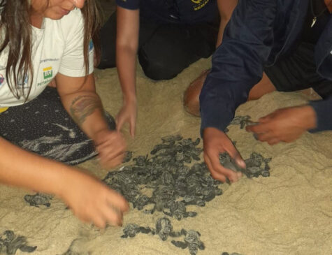 Ninho com 88 filhotes de tartarugas-cabeçudas é encontrado na Praia de Paúba