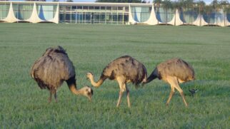 As residências abrigam uma fauna ampla e variada. Nos lagos vivem carpas e pirarucus, enquanto aves e répteis ocupam jardins e áreas abertas