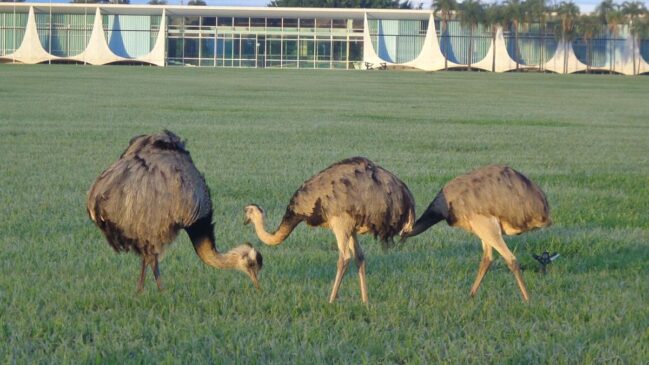 As residências abrigam uma fauna ampla e variada. Nos lagos vivem carpas e pirarucus, enquanto aves e répteis ocupam jardins e áreas abertas