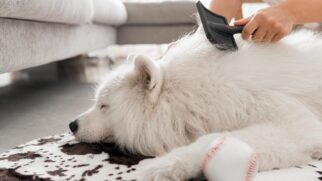 Cães e gatos renovam seus fios ao longo de todo o ano, o que acaba resultando em pelos espalhados por sofás, tapetes e roupas