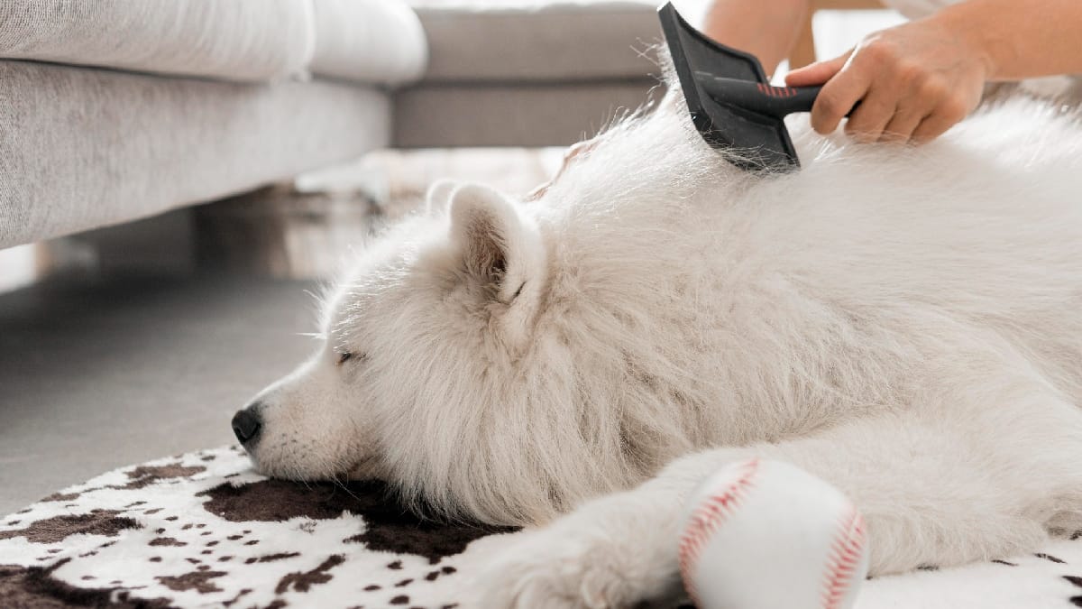 Cães e gatos renovam seus fios ao longo de todo o ano, o que acaba resultando em pelos espalhados por sofás, tapetes e roupas