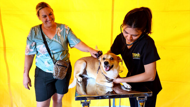 Prefeitura de São José dos Campos, na região do Vale do Paraíba, abriu uma nova etapa do programa Meu Pet Feliz, iniciativa voltada ao bem-estar animal