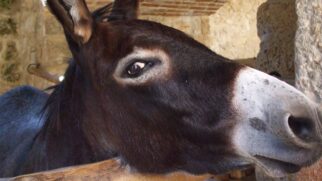 A repetição das secas levou gestores ambientais a observar o comportamento dos burros sob outro prisma