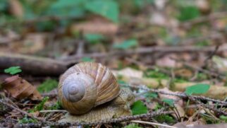 Caracóis havaianos voltam à floresta após mais de 30 anos considerados extintos na natureza.