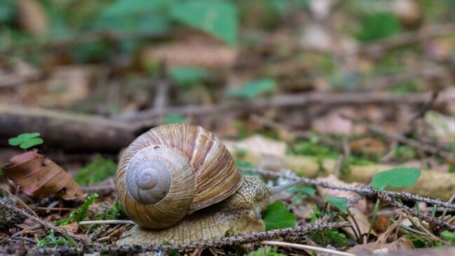 Caracóis havaianos voltam à floresta após mais de 30 anos considerados extintos na natureza.