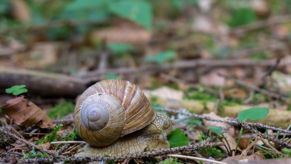 Caracóis havaianos voltam à floresta após mais de 30 anos considerados extintos na natureza.