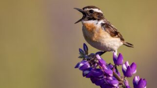 Presença frequente de aves indica equilíbrio ambiental e impacta o bem-estar