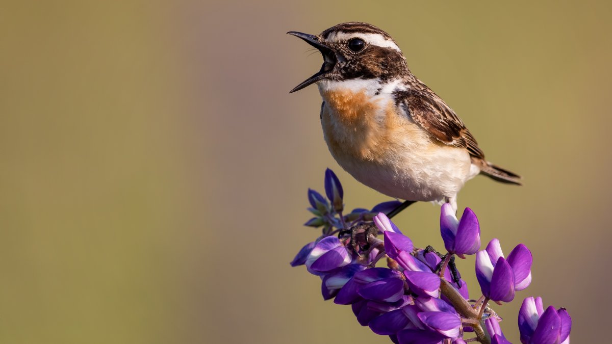Presença frequente de aves indica equilíbrio ambiental e impacta o bem-estar